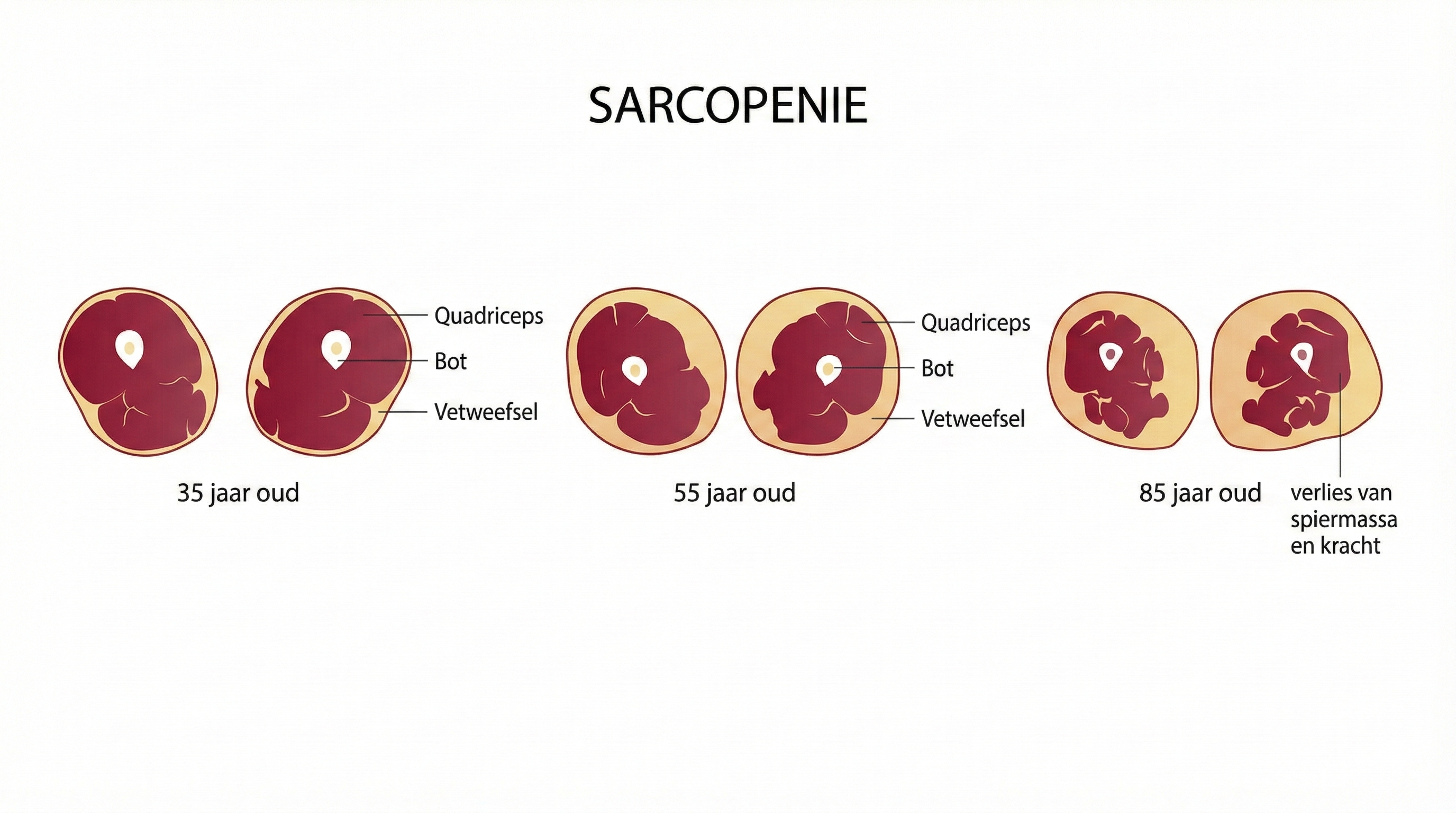 Een header-afbeelding die een groep actieve senioren toont die buiten sporten in een zonnig park. Een koppel is aan het joggen, een vrouw doet aan Nordic walking en een man fietst op een pad. Onderaan de afbeelding staat een tekstbanner met de titel: 'VITAAL OUDER WORDEN: Conditie en Beweging voor Senioren